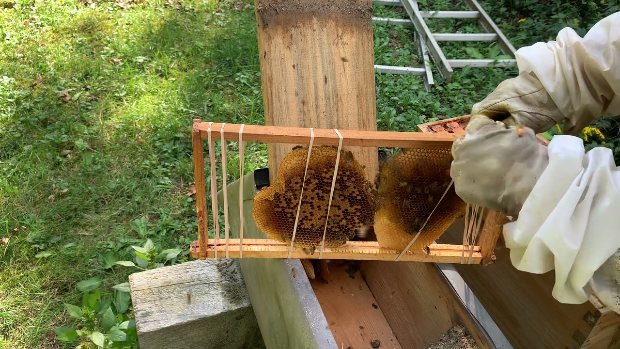 My first swarm/ cut out. Fingers crossed that I can get them ready for winter.