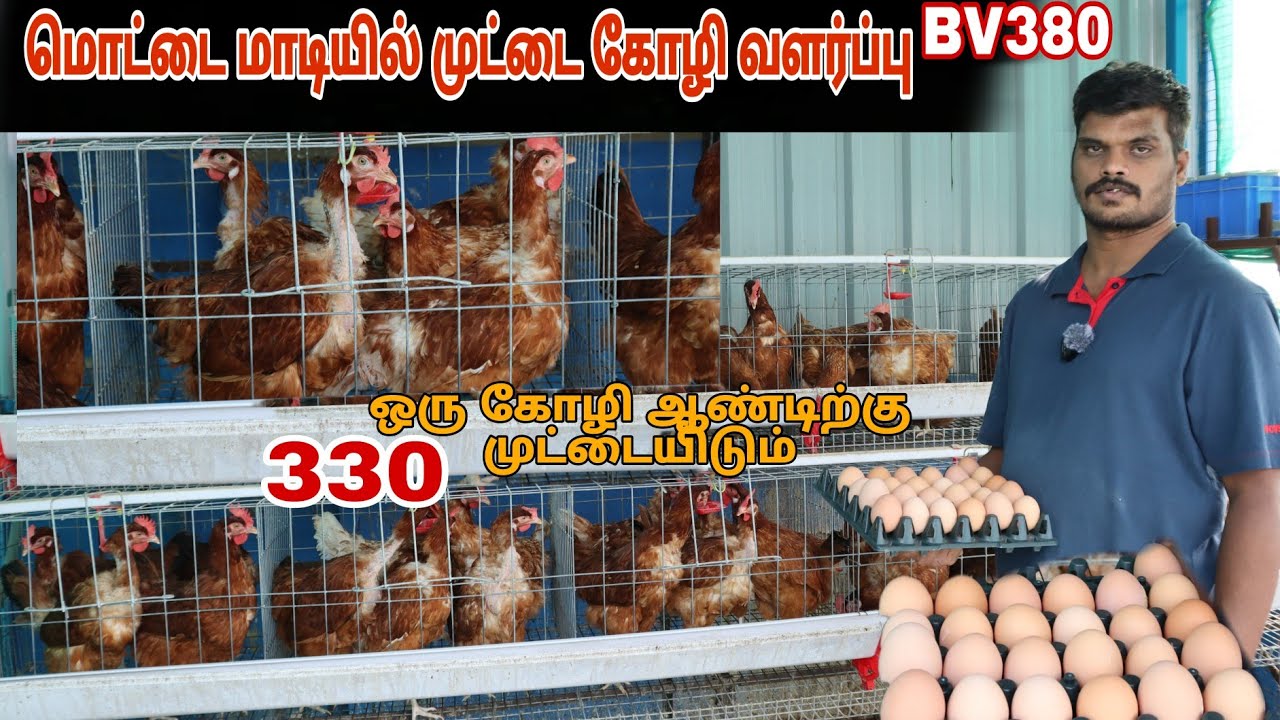 🔥 Part time ஆக 💢 மொட்டை மாடியில் முட்டை கோழி வளர்ப்பில் மாதம் 9 ஆயிரம் சம்பாத்தியம் #pannaiveedu