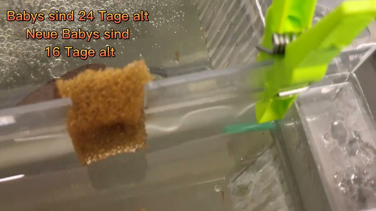 Schwarzer Neon Zucht (Hyphessobrycon herbertaxelrodi)