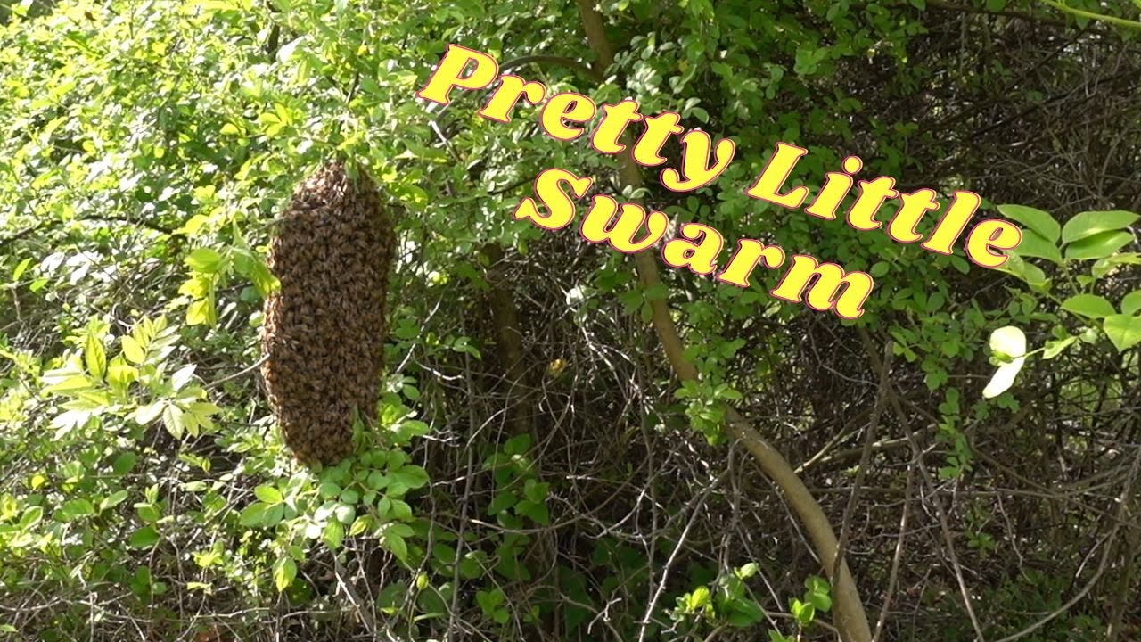 Caught a pretty little swarm on my property