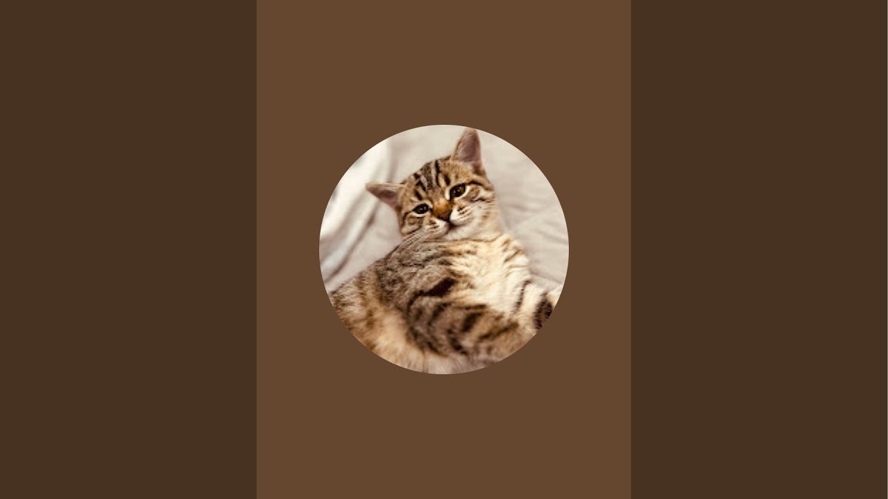 Teftel'ka kitty в прямом эфире!
