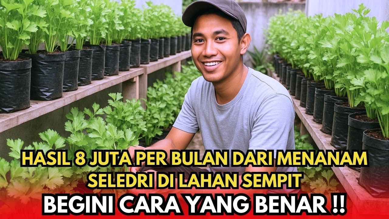 HASIL 8 JUTA PER BULAN DARI MENANAM SELEDRI DI LAHAN SEMPIT‼️ BEGINI CARA YANG BENAR