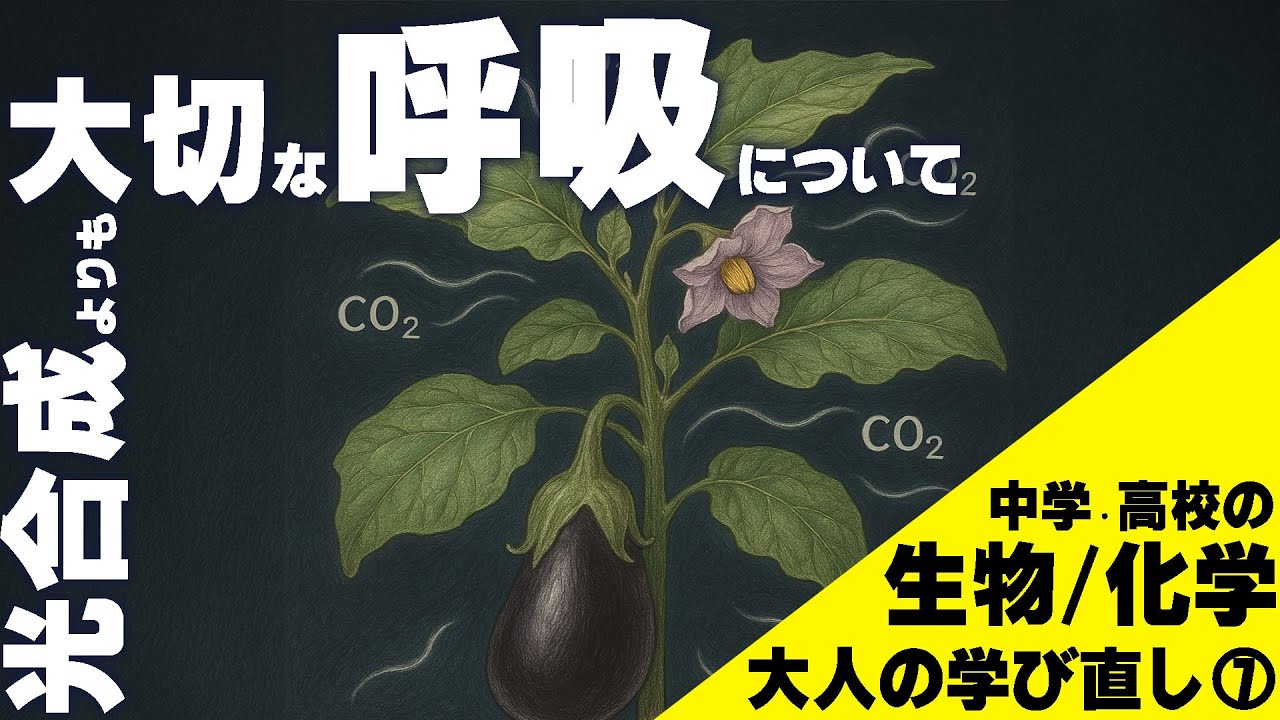 植物生理学への道【呼吸/代謝】0から中高の生物学・化学シリーズ⑦