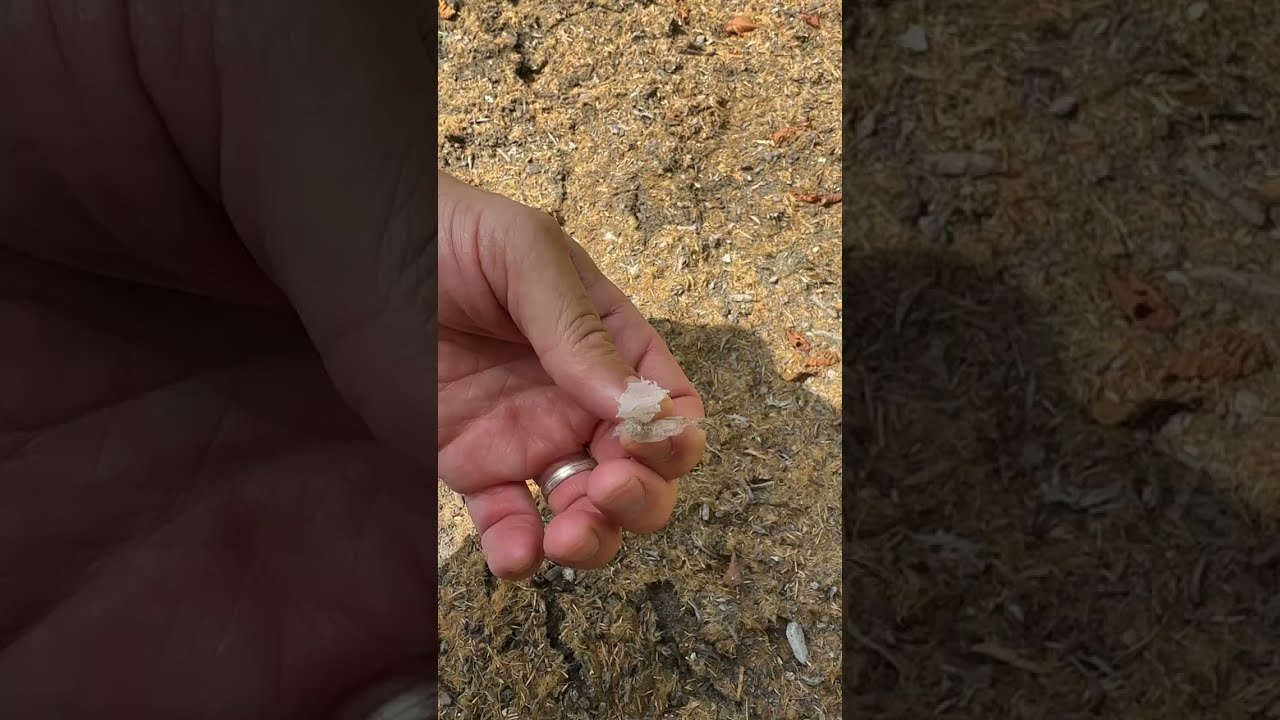 City of Surrey - Hydroseeding Gone Wrong (Contamination of Bear Creek Park) August 2, 2023