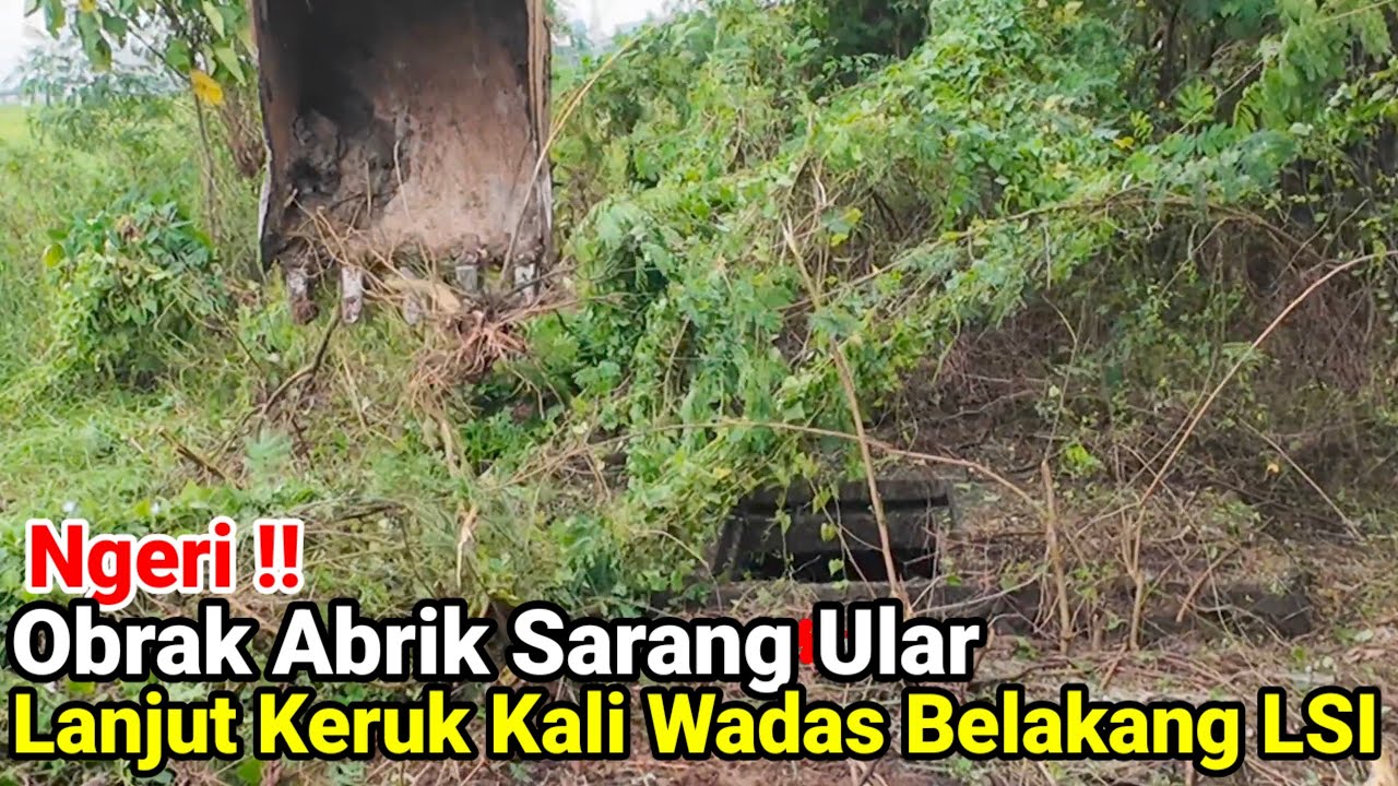 Ngeei‼️Obrak Abrik Sarang Ular Dan Pengerukan Kali Wadas Belakang LSI