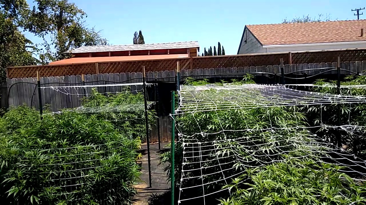 2017 Outdoor Grow #2