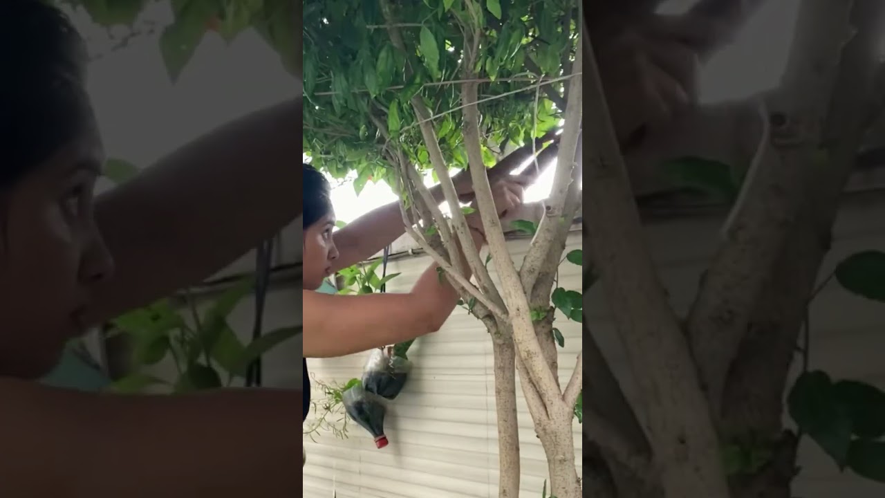 #hibiscus #cutting #diy #trimming #homegarden #shorts