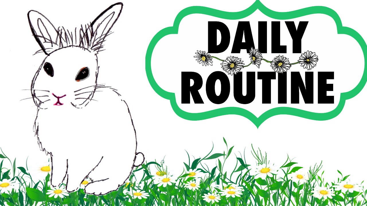 Bunny Morning Routine