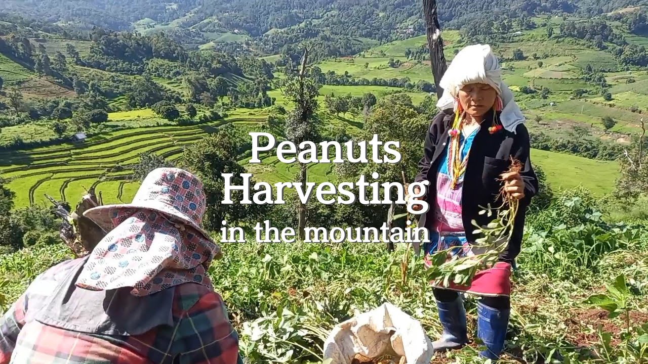 [Peanuts Harvest Day] Off Grid Village/Countryside Lifestyle/Rural THAILAND Chiang Mai