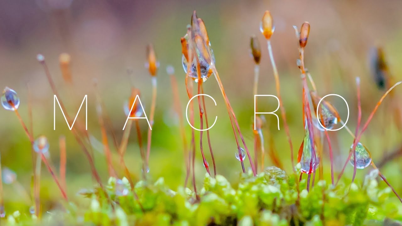MACRO LENS to create INTIMATE Landscape Images - NIKON D500 + Sigma 105mm macro lens