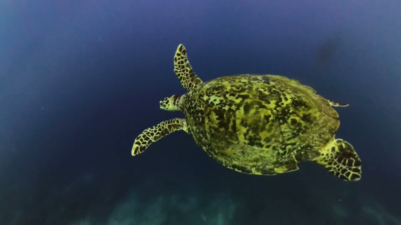 PAPUA NEW GUINEA 2025