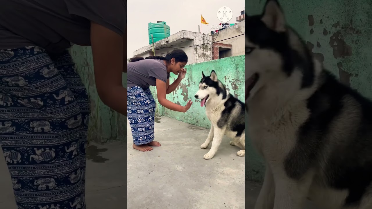 Siberian Husky Training 🔥🐶 #smarty pet #Tranning session #oscarhuskyvlogs || END BLOOPER ||