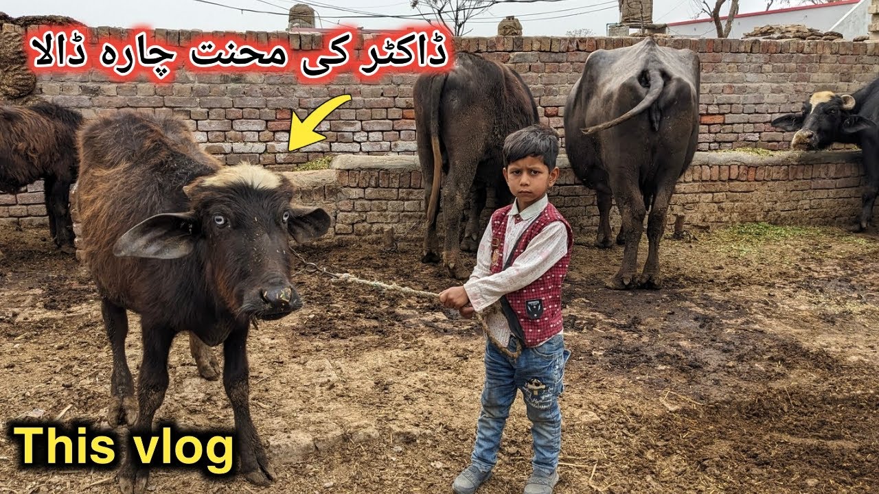 Baby buffalo | Chara routine baby buffalo | village vlog.