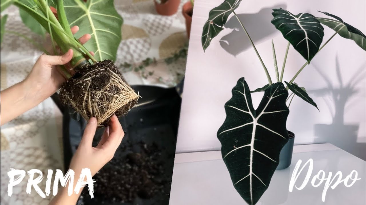 il terriccio giusto per alocasie e anthurium? | Repot with me
