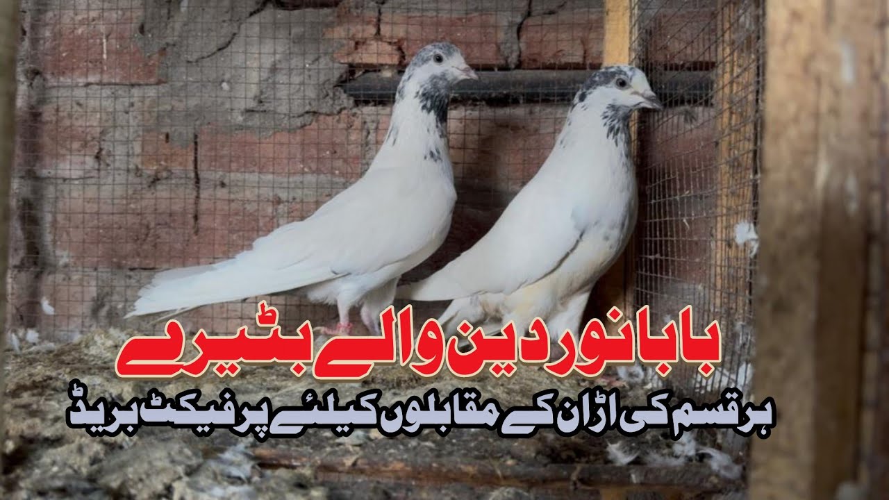  بابا نوردین والے بٹیرے ہر قسم کی اڑان کے ماسٹر Mohsin Naqvi +923216126212