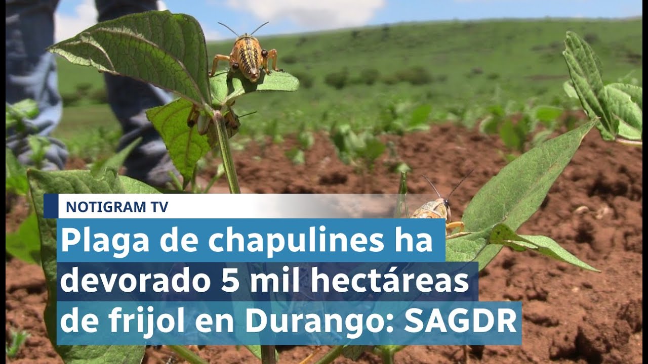 Plaga de chapulines ha devorado 5 mil hectáreas de frijol en Durango: SAGDR