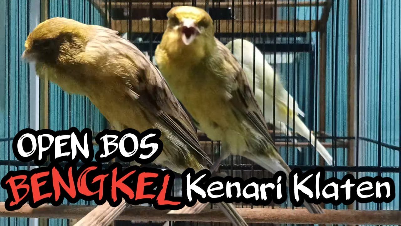 BENGKEL KENARI SAKIT DIBUKA LAGI GEES