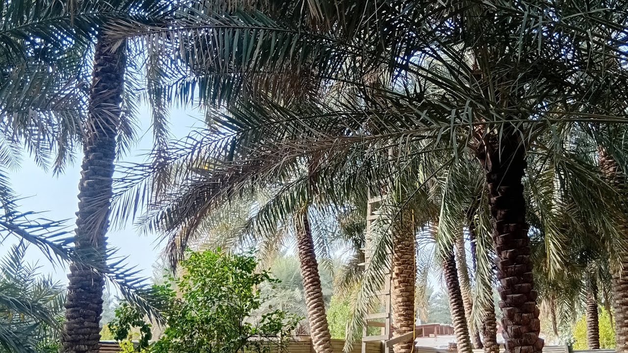 فلوق المزرعه الجزء الثاني