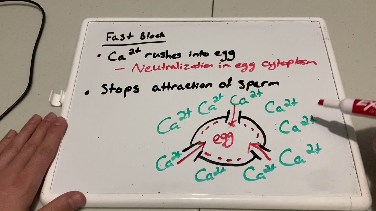 Animal Development: Fertilization