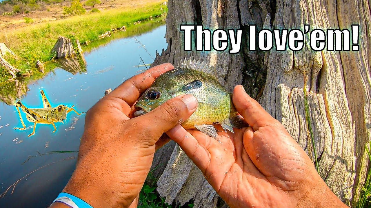 Summer Creek Fishing with Grasshoppers!
