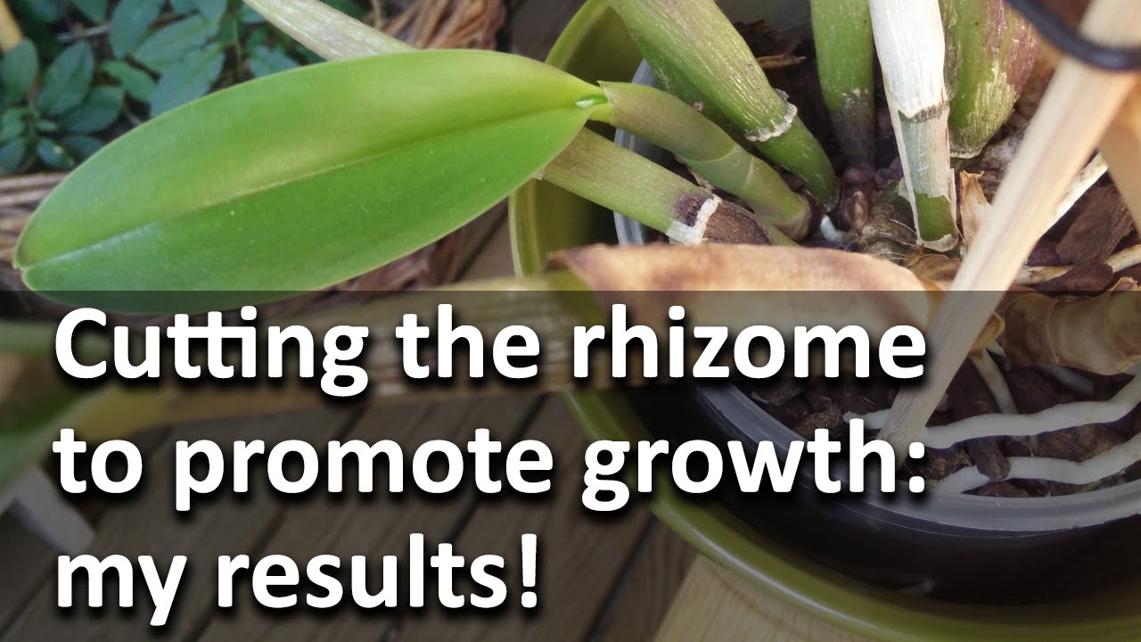 Cutting the rhizome to promote growth: my results