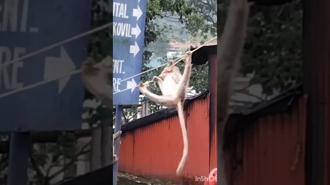 monkey trap