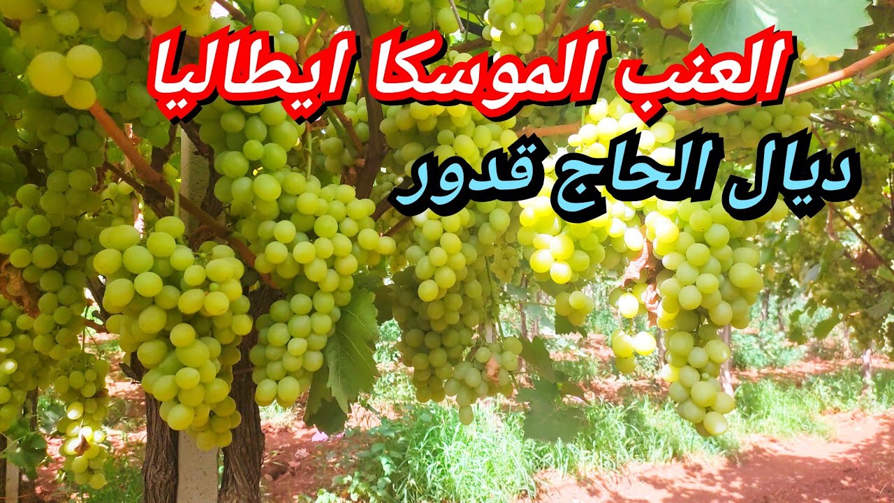 العنب نوع الموسكا ايطاليا من منطقة الحاج قدور ضواحي مدينة مكناس