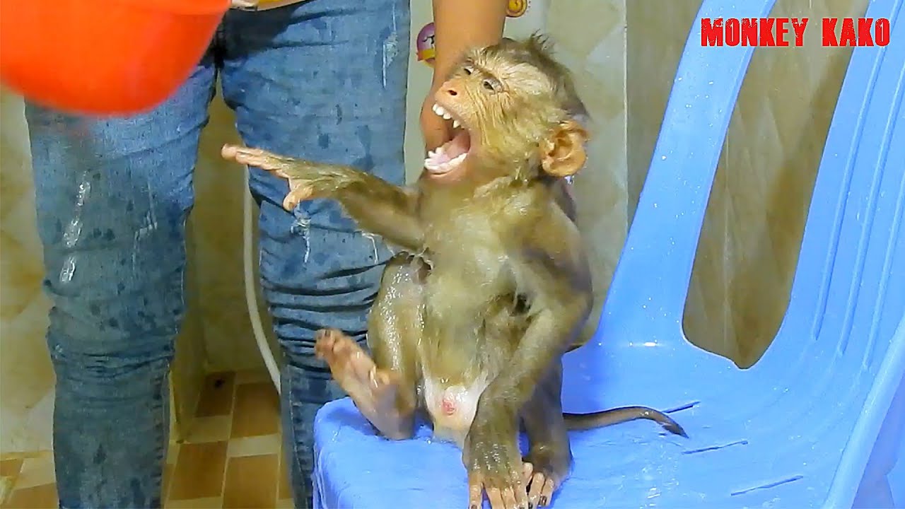 Awesome Monkey | Lovely Mom Take Bath For Monkey Kako On Chair | Baby Monkey Take Shower