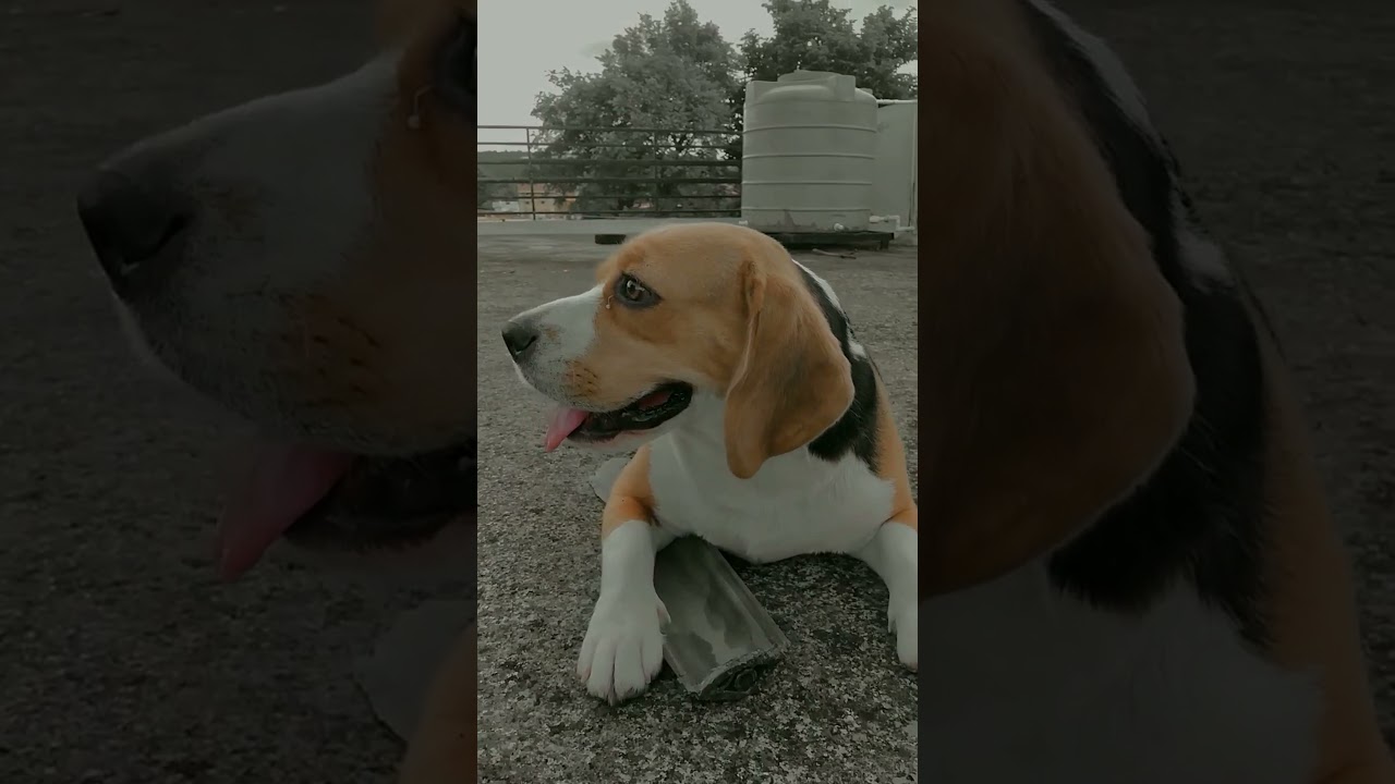 This is my whole world|beagle love|cute dog