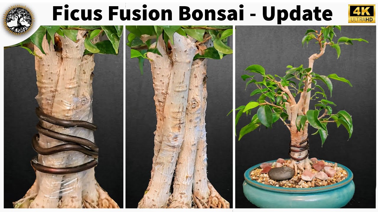 Ficus Fusion Bonsai - Update