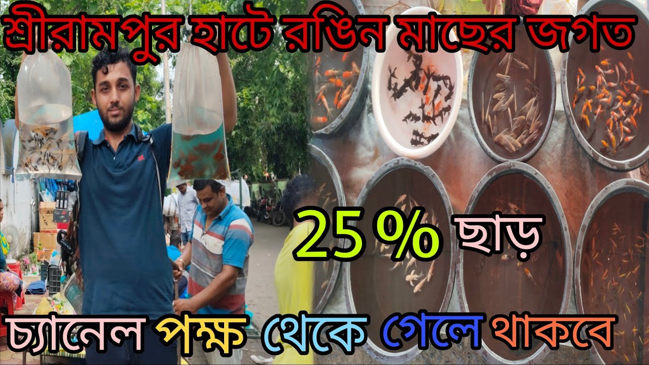 কম দামে প্যাকেট ভর্তি রঙিন মাছ নিয়ে যান শ্রীরামপুর হাটে থেকে।