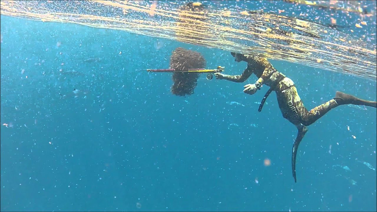 Chasse sous-marine Madagascar, Thon à dent de chien