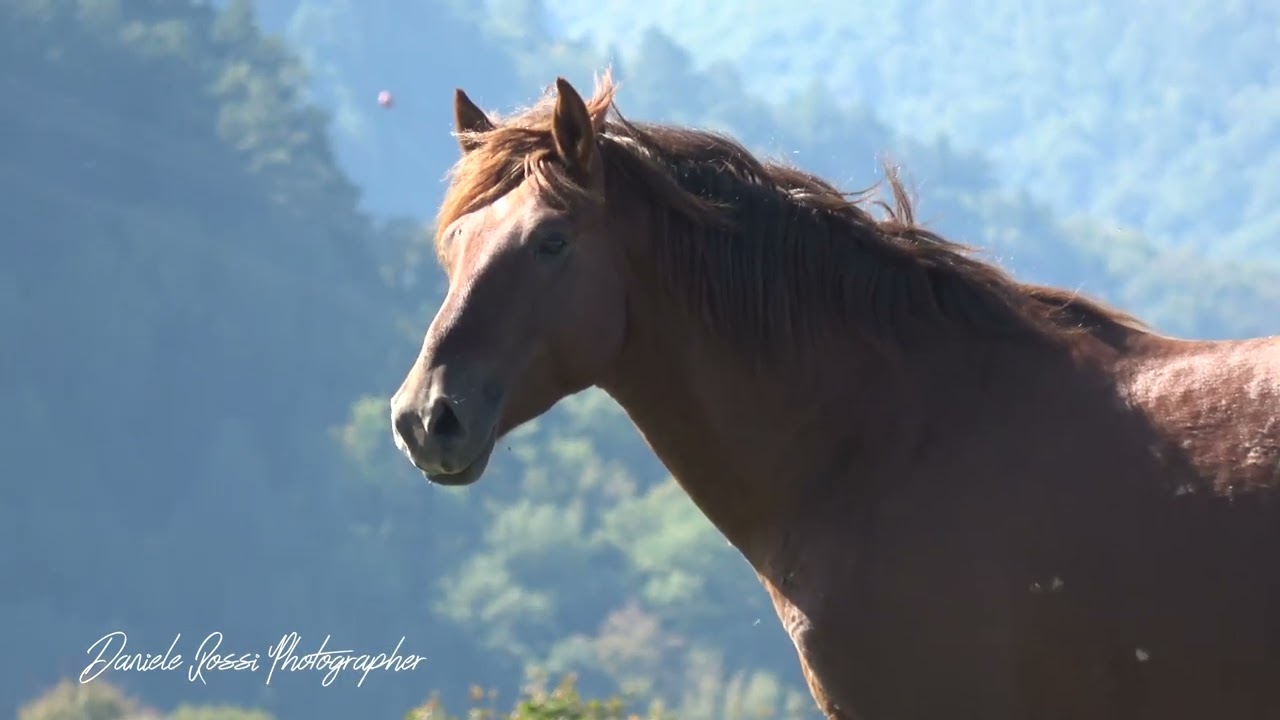 RDVideo - Cavalli selvaggi sui monti della Calvana Ottobre 2025 - Biagio è cresciuto