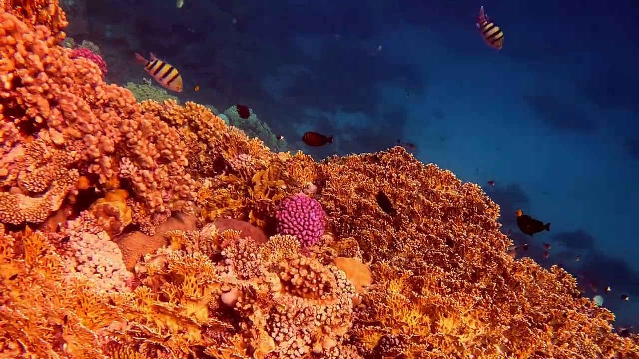 Hausriff Shoni Bay Marsa Alam