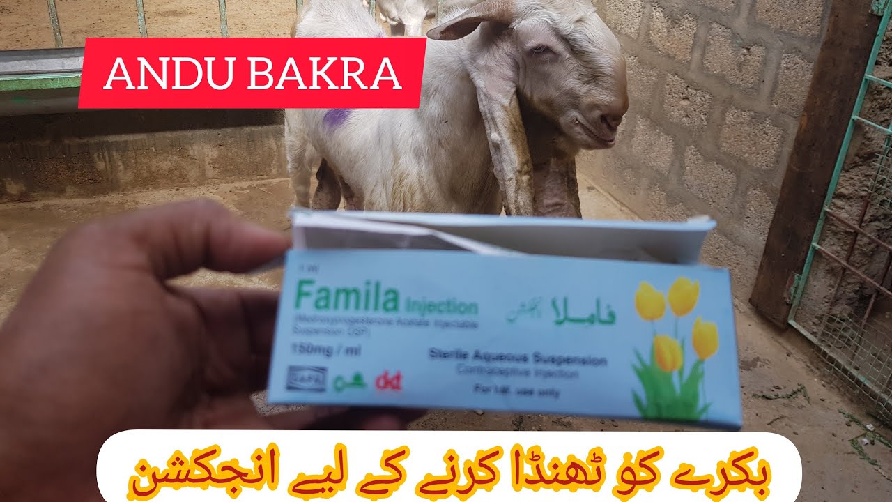 bakre ko thanda karne ka tarika || FARM UPDATE || aj andu bakre ko injection laga dia