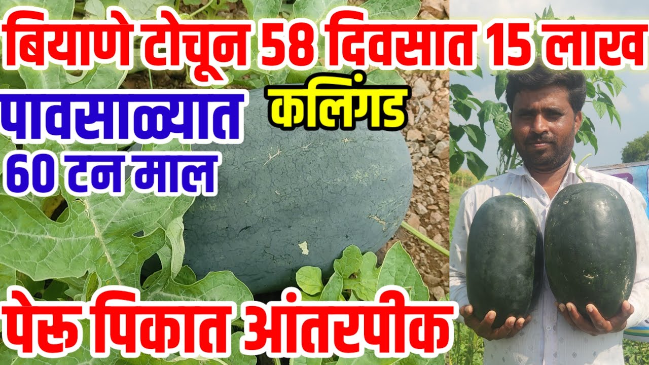 पेरूमध्ये कलिंगड आंतरपीक,पावसाळ्यात माळरानावर बियाणे टोचून 58 दिवसात 15 लाख,Watermelon,visionvarta