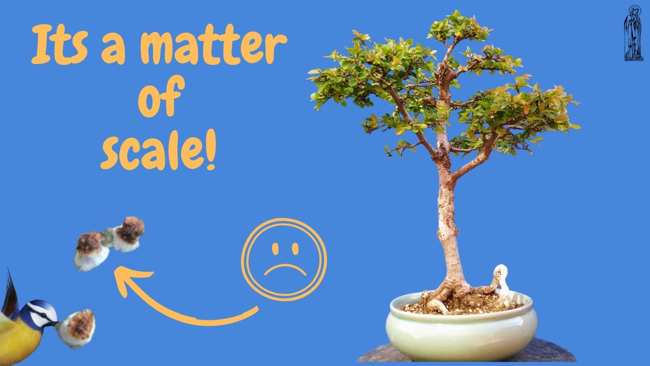 How I kill Scale INSECTS on Bonsai