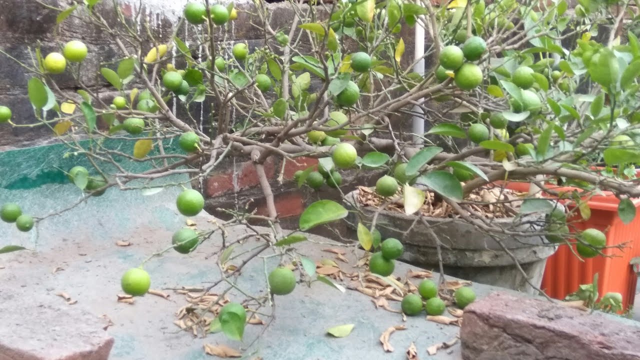 Why the leaves of lemon plant turning yellow & falling off? निम्बू के पत्ते पीले होकर क्यों झड़ रहे ?