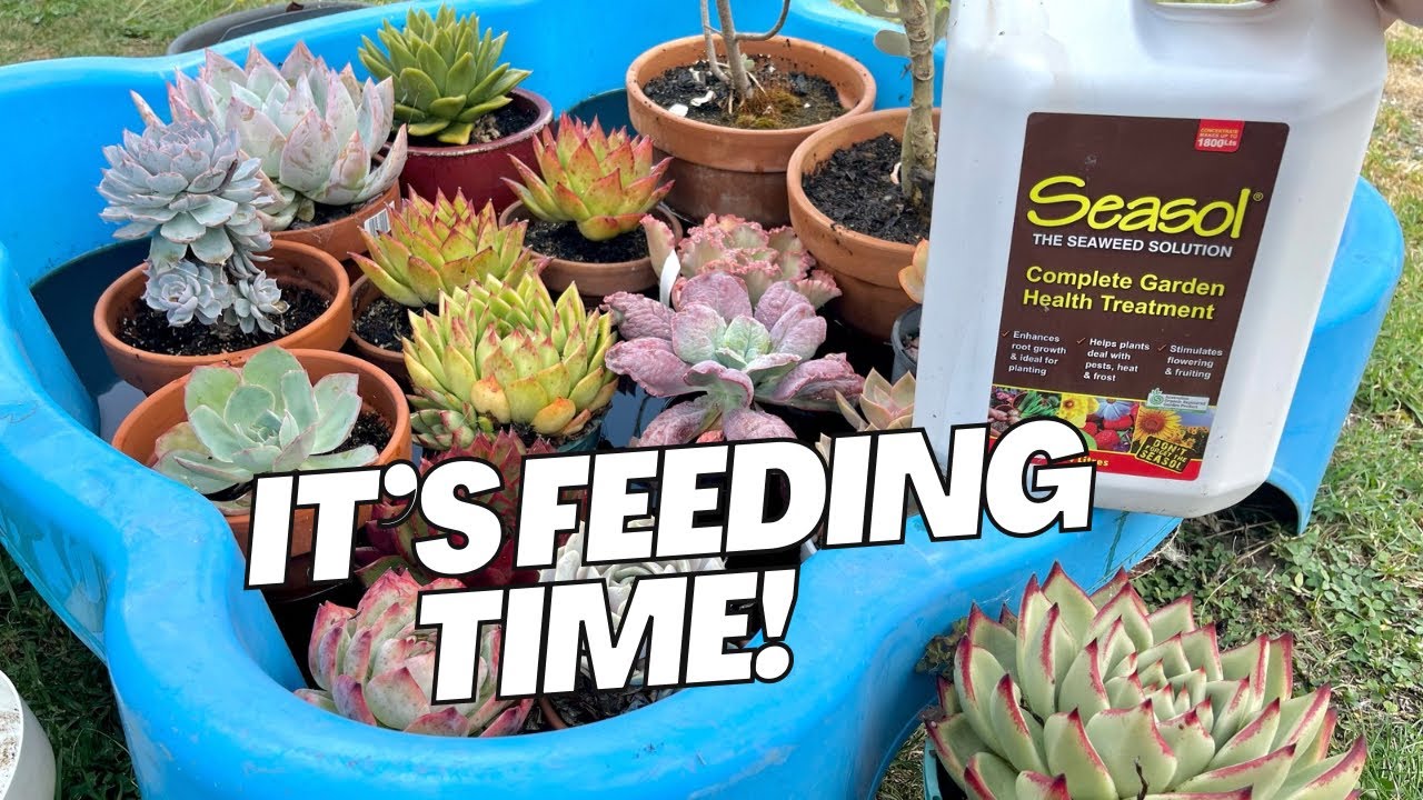 HOW TO Feed our succulents (Seasol / Plant Food / Fertilise)
