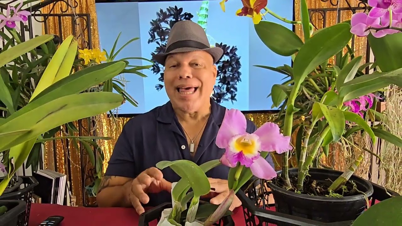 Boot Camp: #059 - Por qué mis orquídeas no florecen
