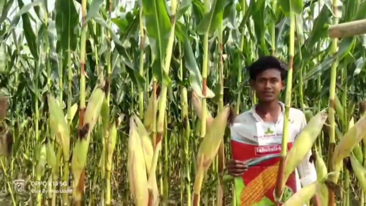 Bahubali -555 // Assam Agri Point 