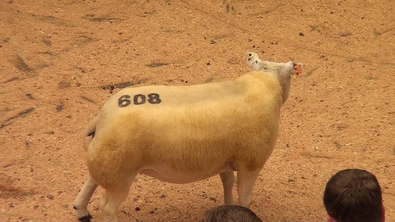 Beltex Pedigree Sheep Sale @Lanark Market (on behalf of Beltex Scotland) 15th September 2016