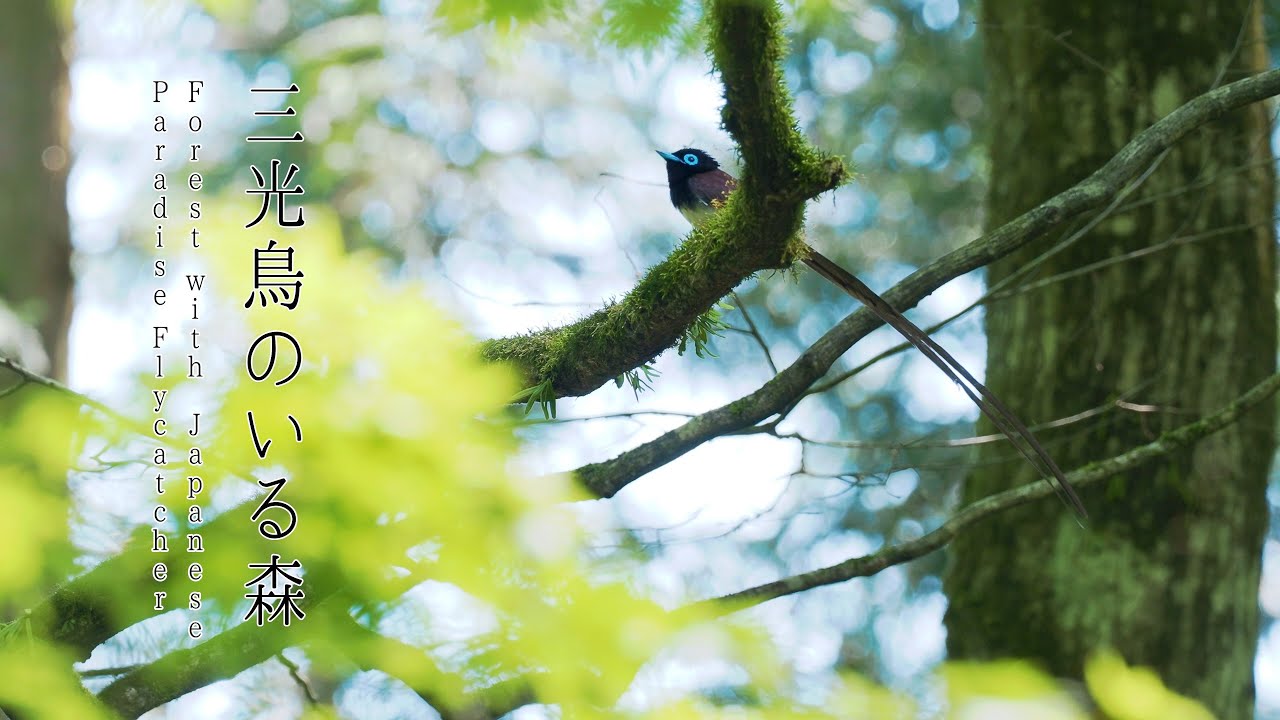 サンコウチョウ、オオルリ他_栃木県民の森_栃木県矢板市_Japan_Japanese Paradise Flycatcher (OLYMPUS OM-D E-M1 Mark III、GH5) 4K