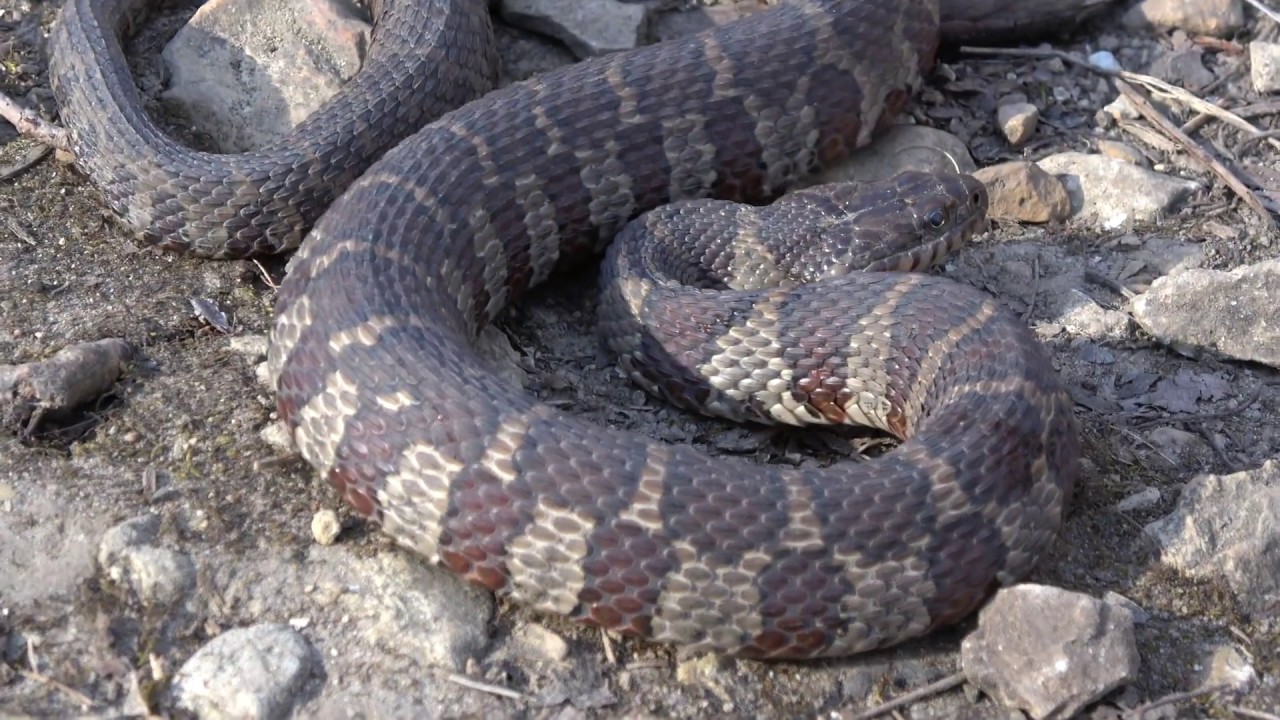 Finding Snakes in Chicago - Queens, Greens, Waters and Garters