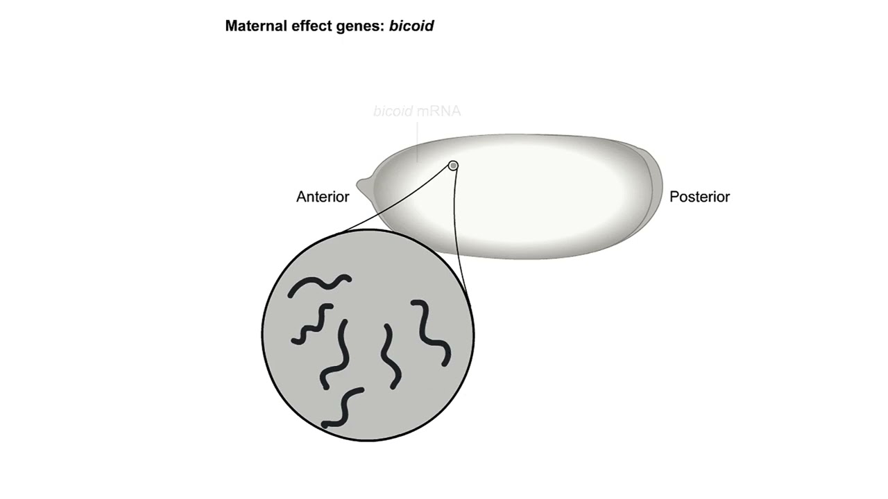 Body axis formation in drosophila | dorsal ventral axis formation drosophila | Shomu's Biology