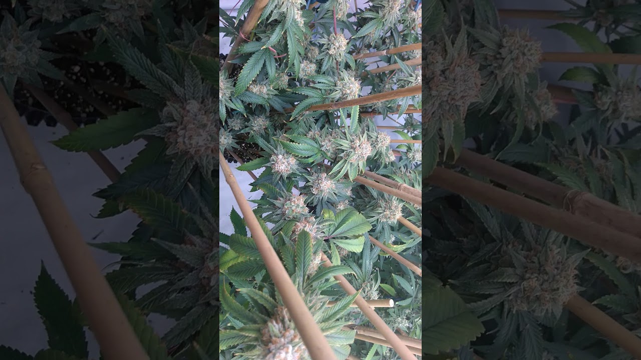 Week 8 of Flower