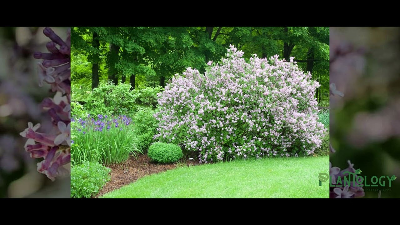 Dwarf Korean Lilac