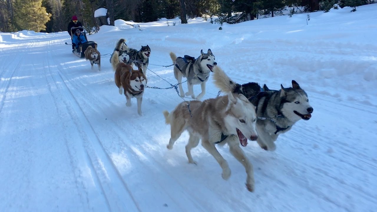 52 Things 52 Weeks: Dog Sledding - View from Guide Sled