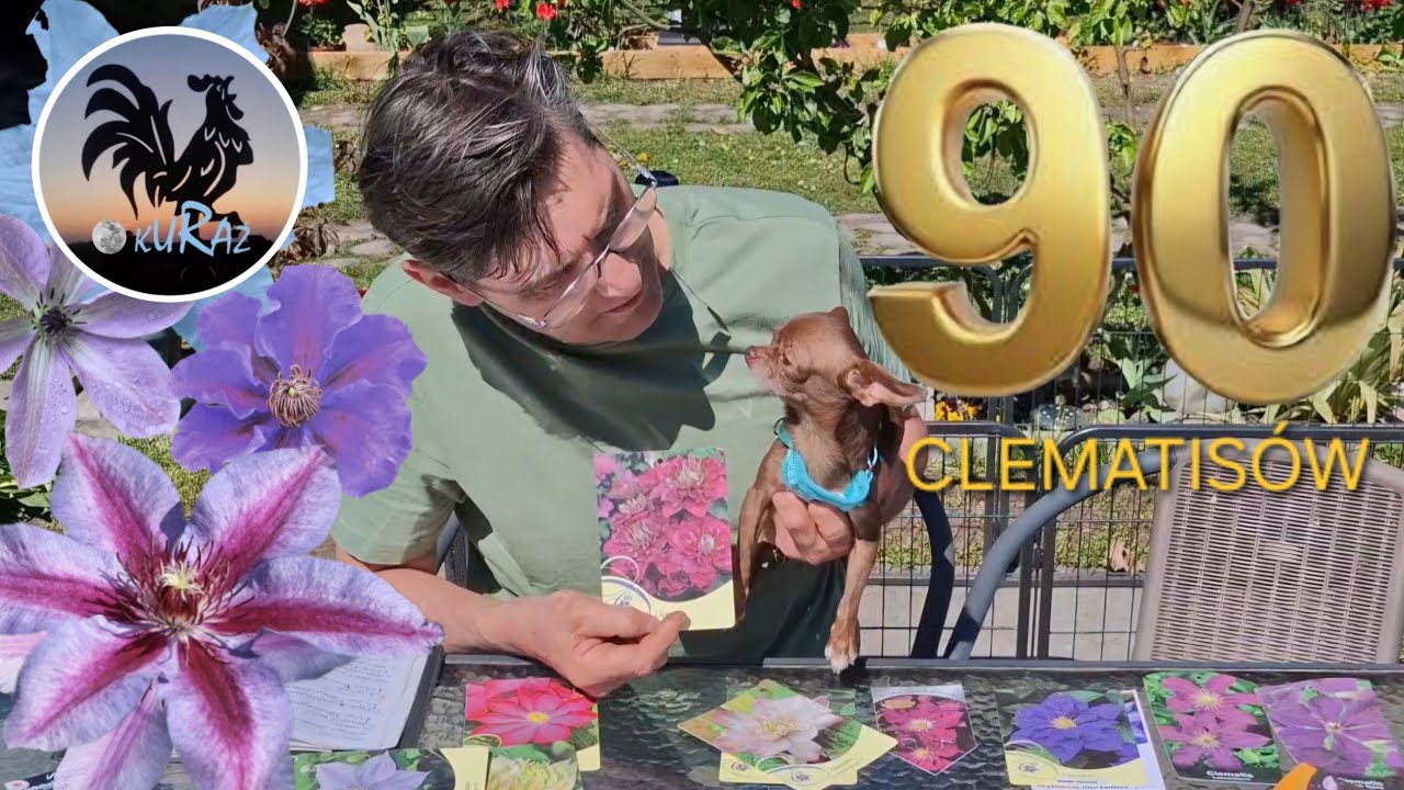Wsadziłem 90 clematis&oacute;w * clematisy w Garden kuRaż 