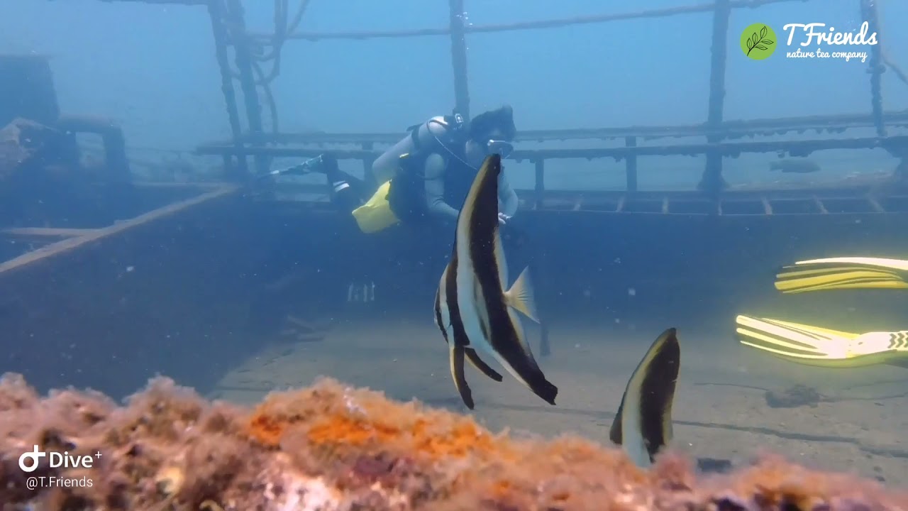 Diving in Fenjiezhou island in Hainan, China. Дайвинг на острове Фенцзеджоу на Хайнане в Китае.